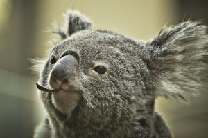 オーストラリアのコアラ